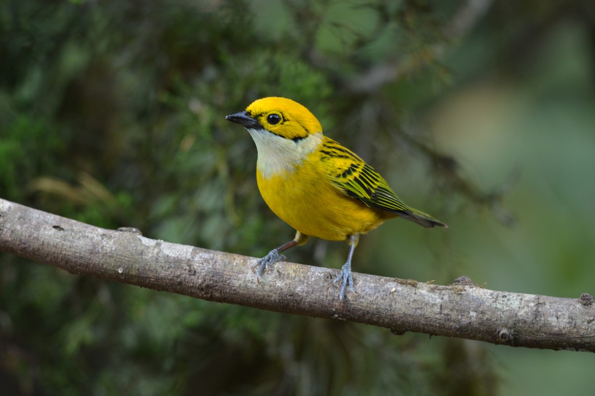 Silver-throated Tanager - ML608337124