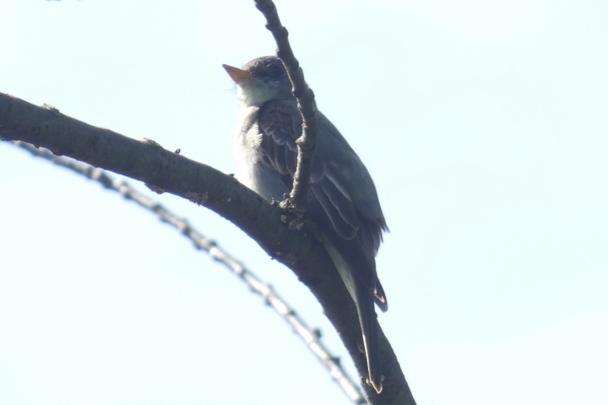 Eastern Wood-Pewee - ML608337143