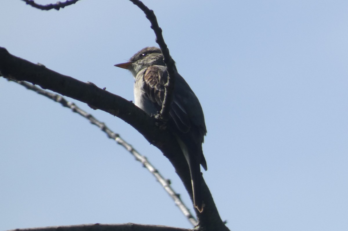 Eastern Wood-Pewee - ML608337144