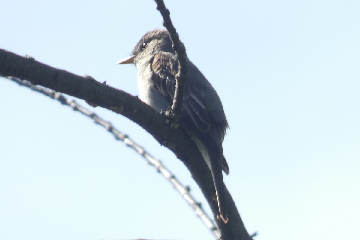 Eastern Wood-Pewee - ML608337146