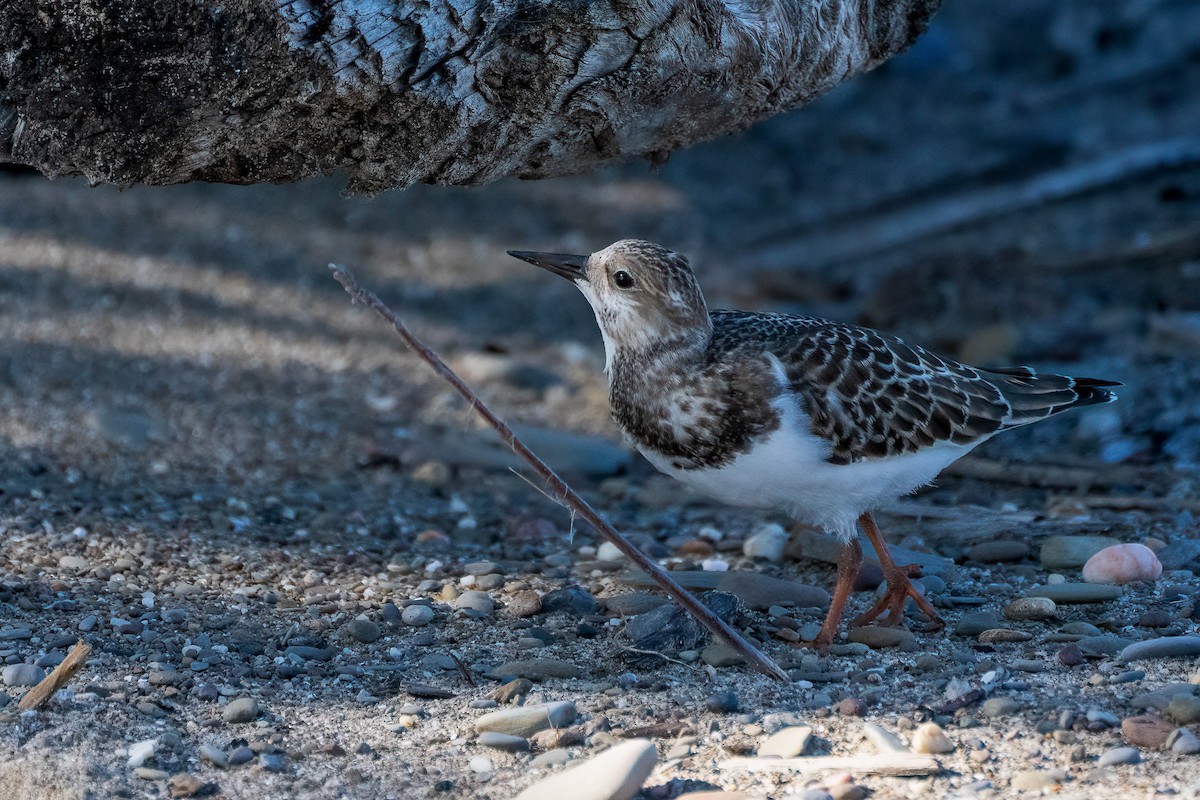 Ruddy Turnstone - Gustino Lanese