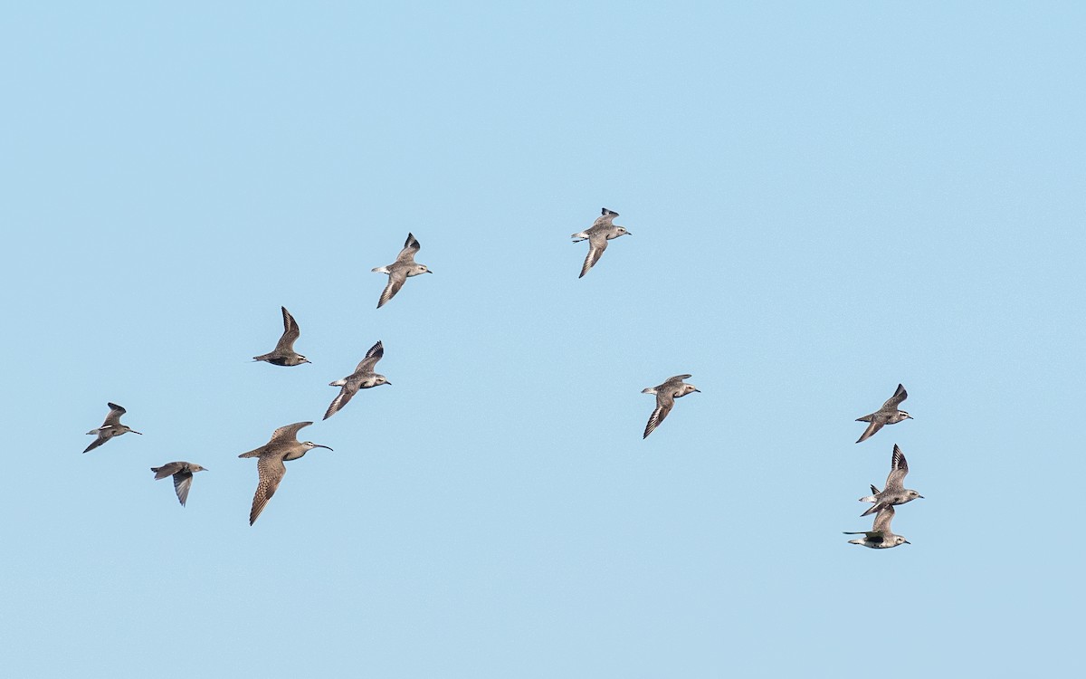 Black-bellied Plover - ML608337278