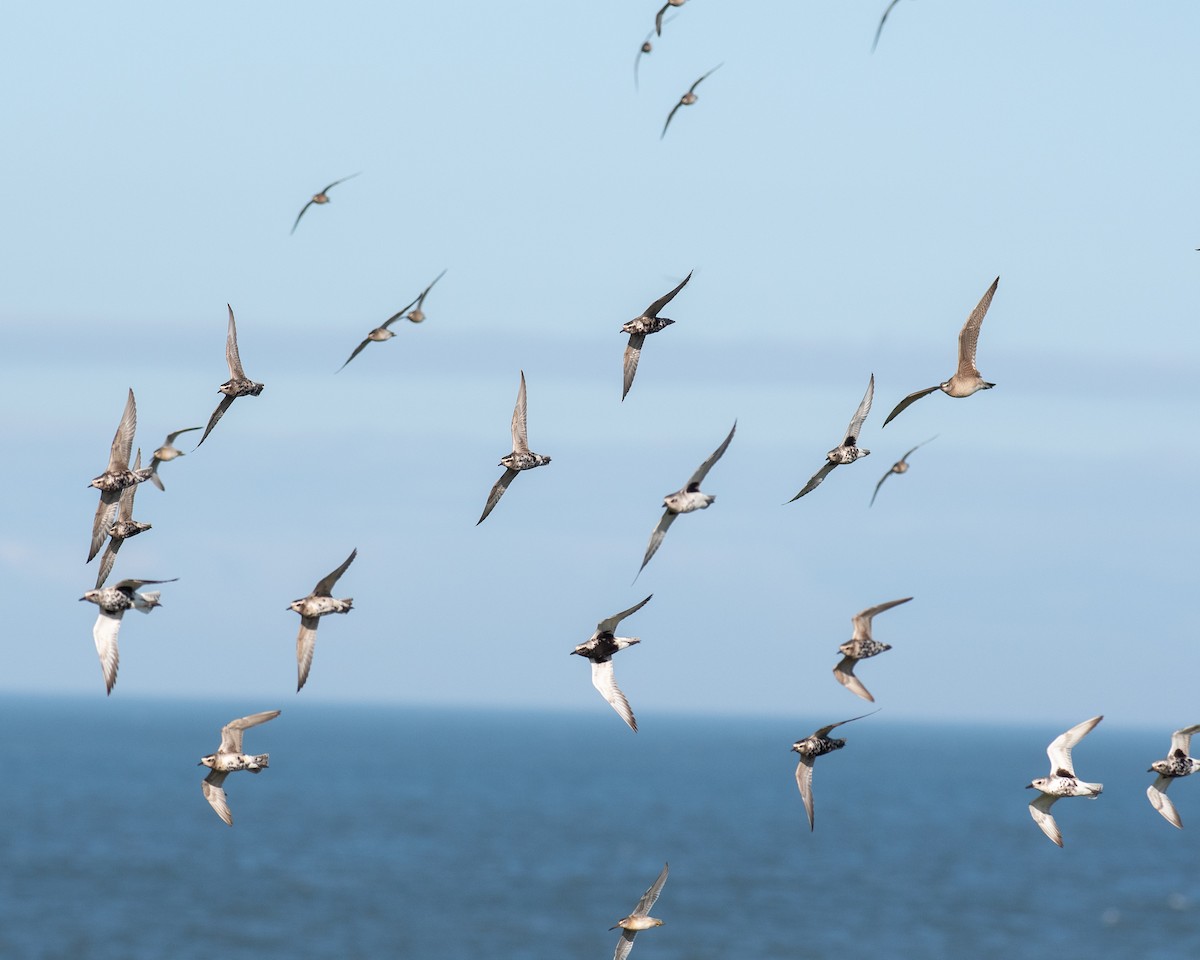 Black-bellied Plover - ML608337281