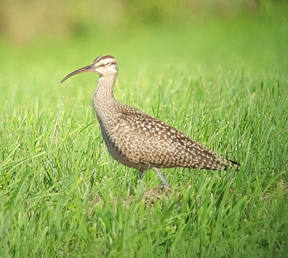 Regenbrachvogel - ML608337358