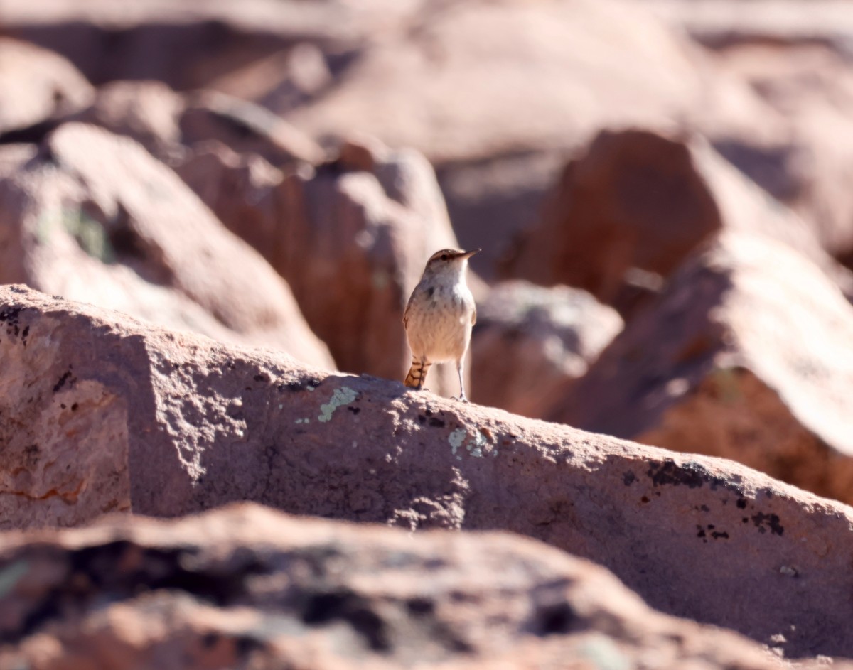 Rock Wren - Deanna McLaughlin