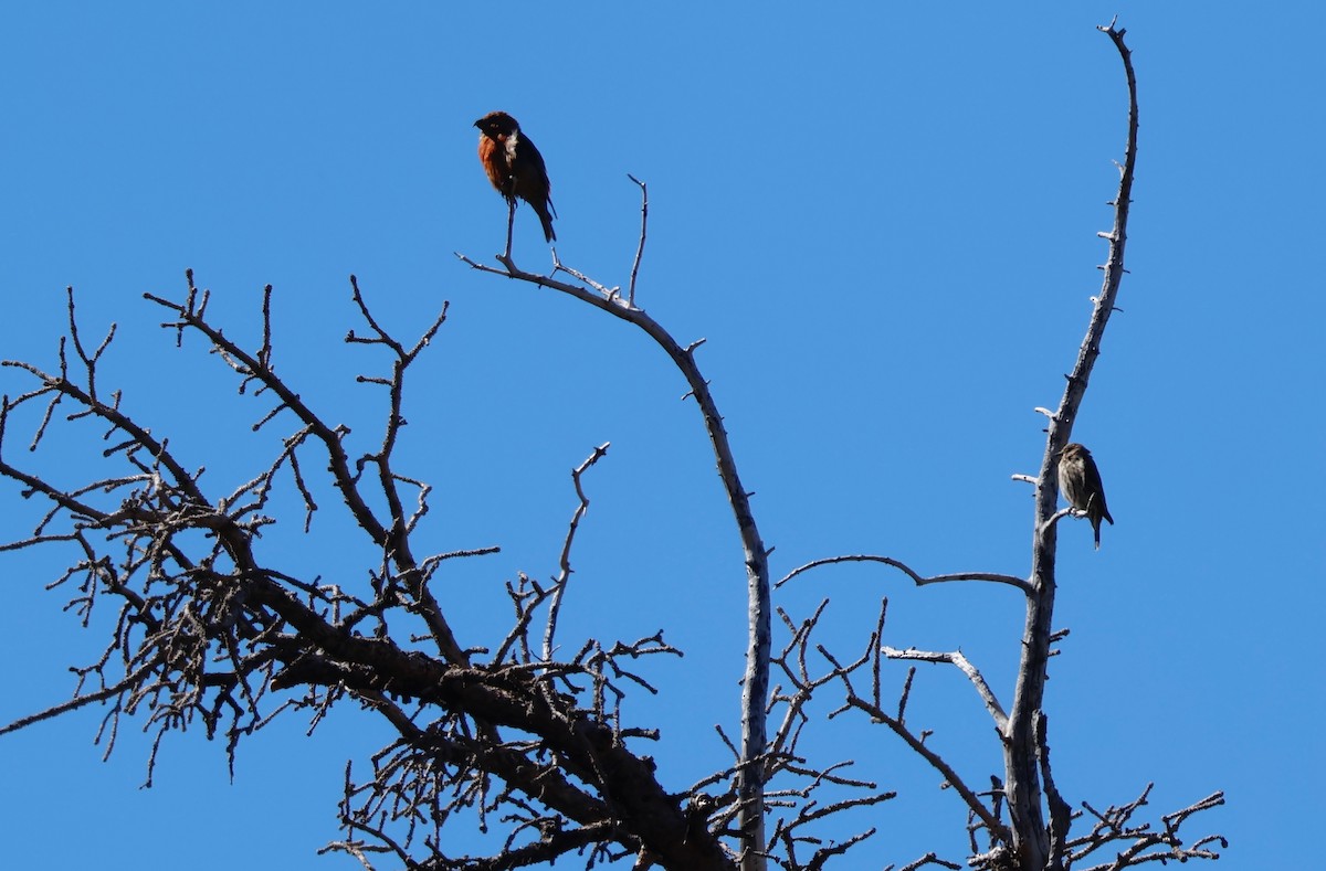 Red Crossbill - ML608337564