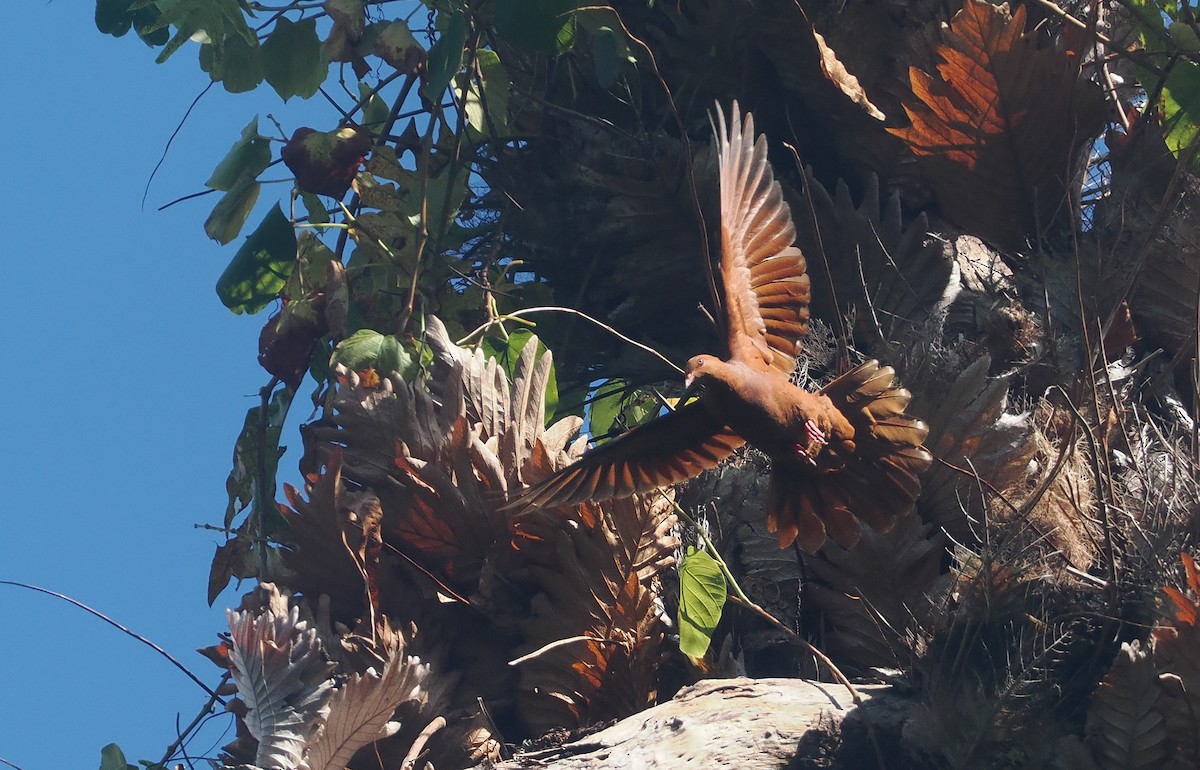 Ruddy Cuckoo-Dove - ML608337579