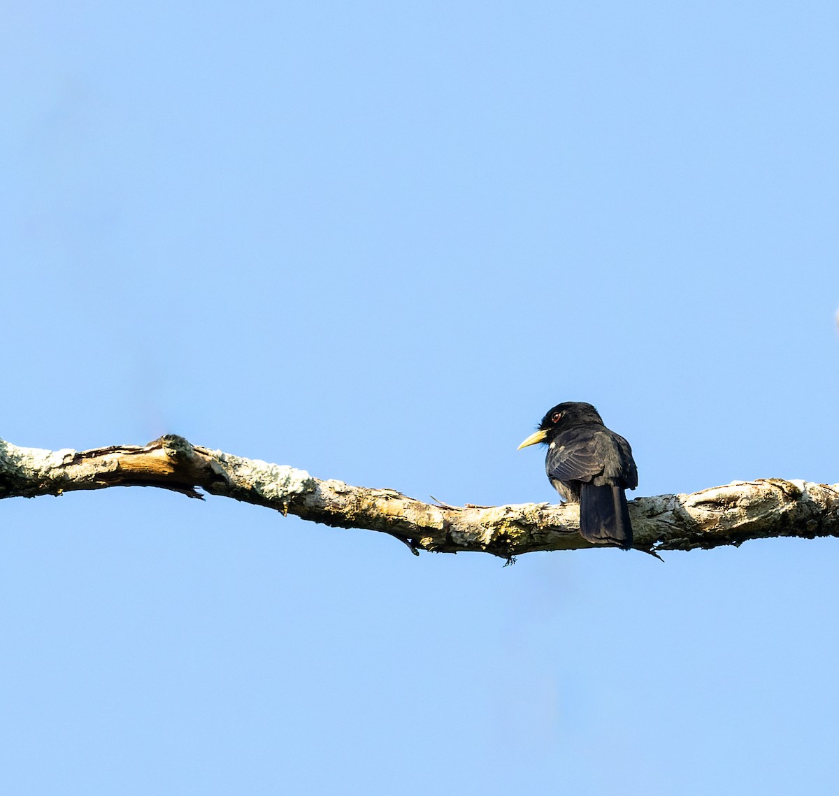 Yellow-billed Nunbird - ML608337618