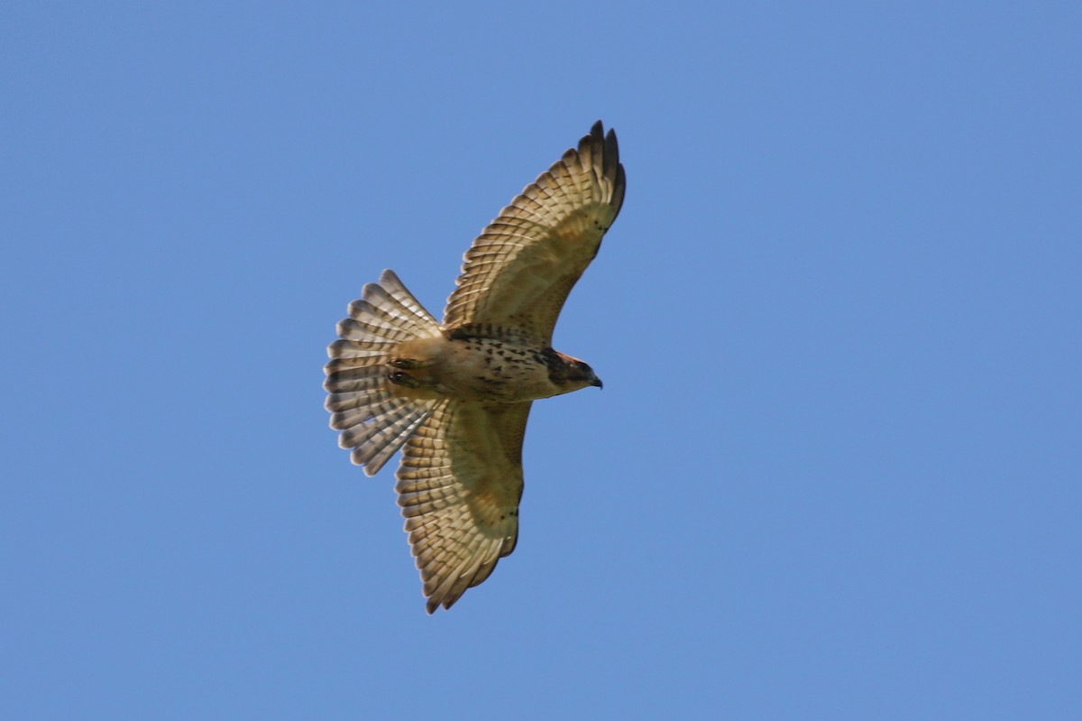 Broad-winged Hawk - Mark Rosenstein