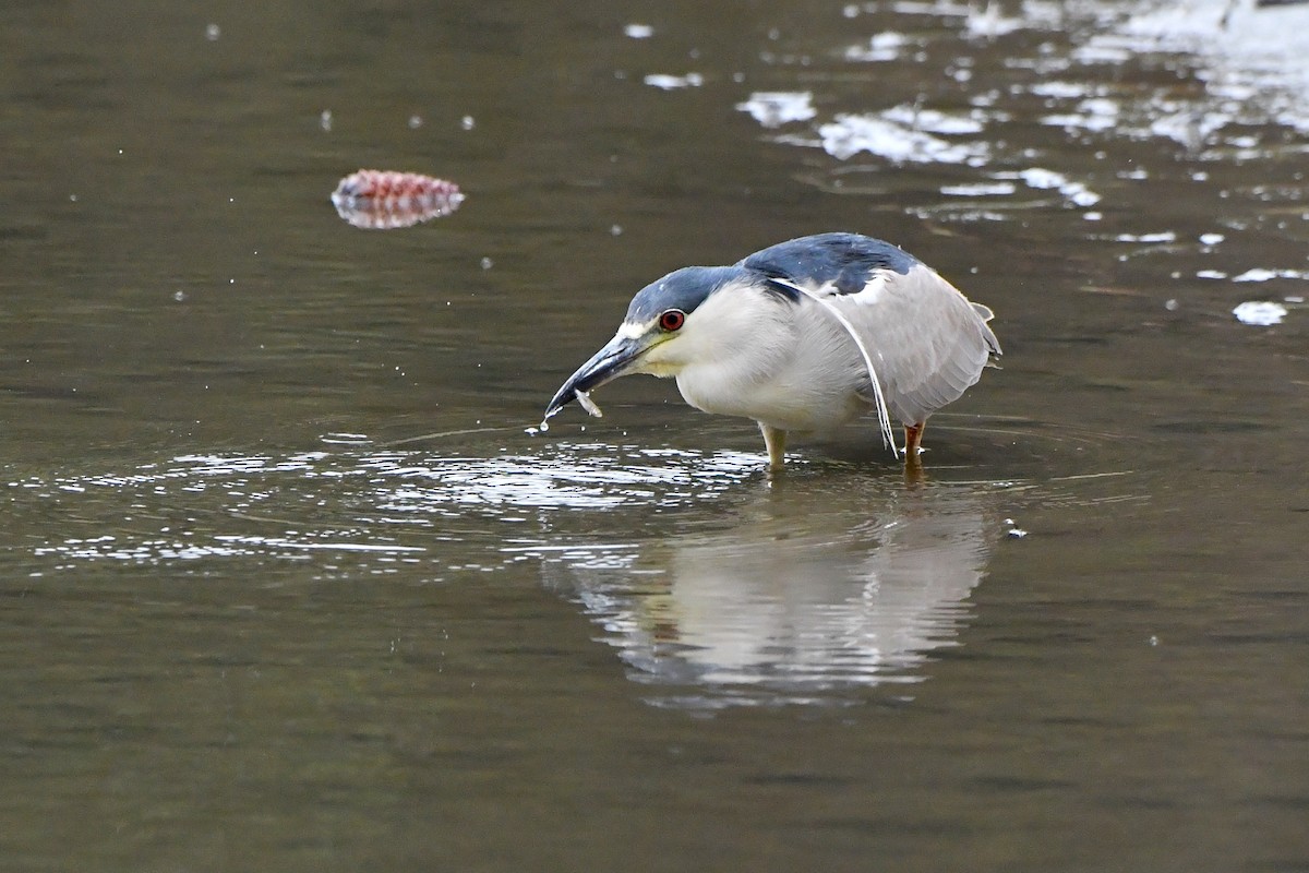 Black-crowned Night Heron - ML608337873