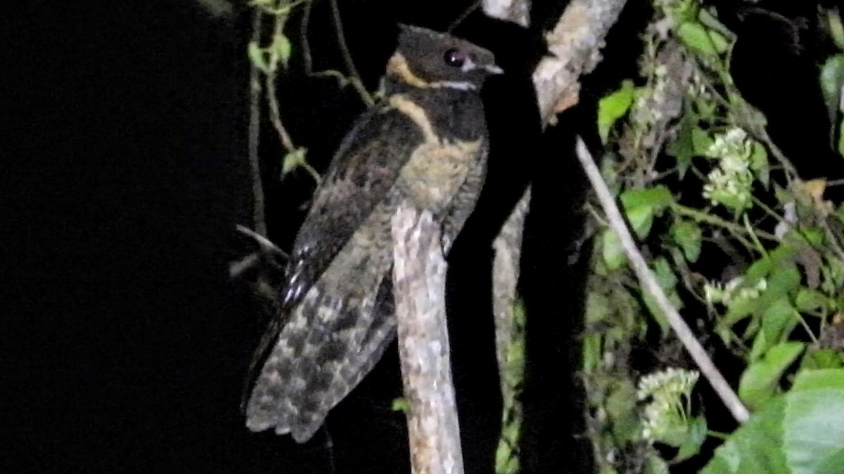 Great Eared-Nightjar - Warren Regelmann