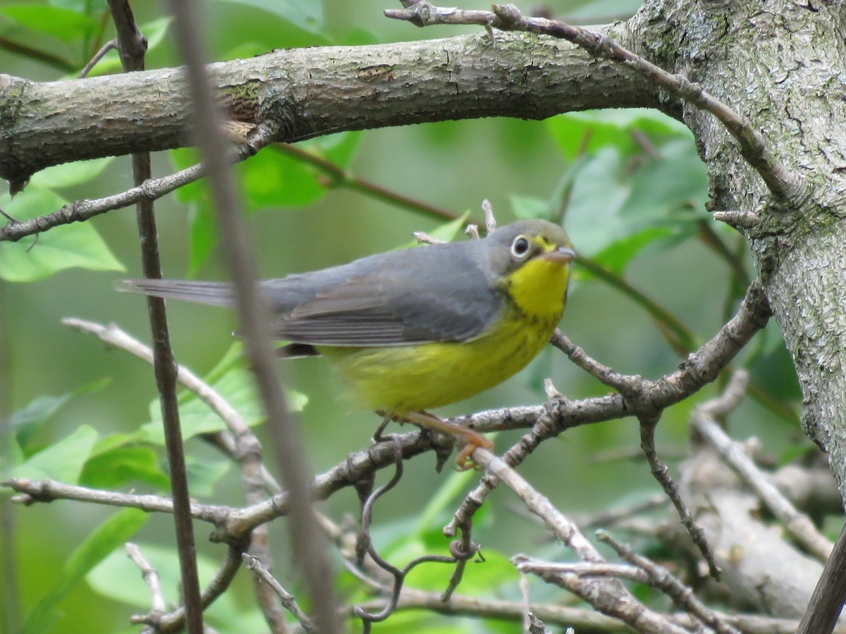 Canada Warbler - Lisa Nelson