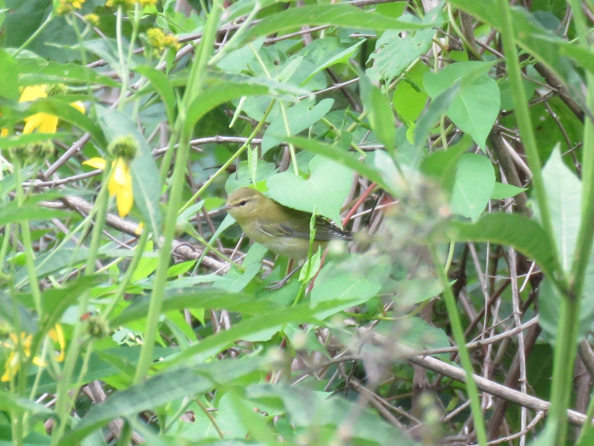 Tennessee Warbler - Lisa Nelson