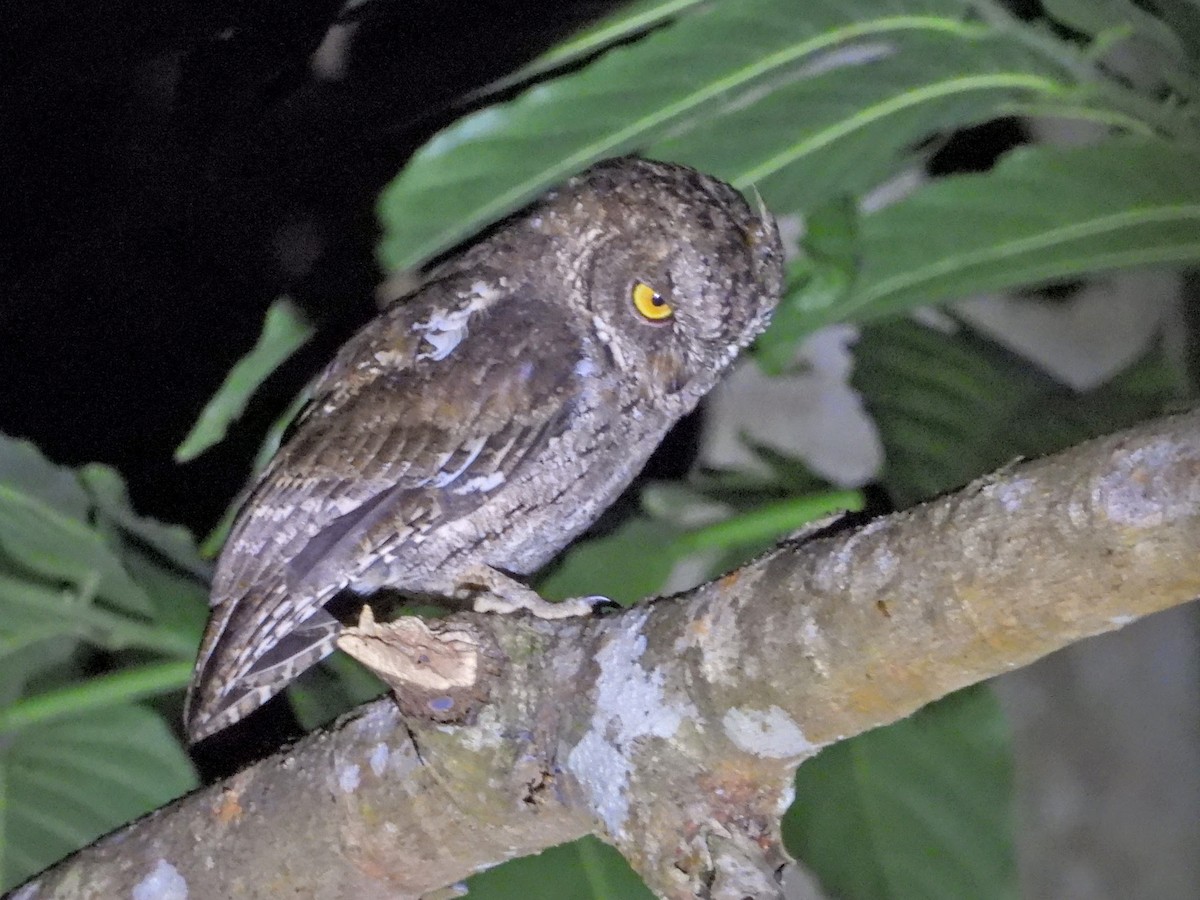 Sulawesi Scops-Owl - ML608338078