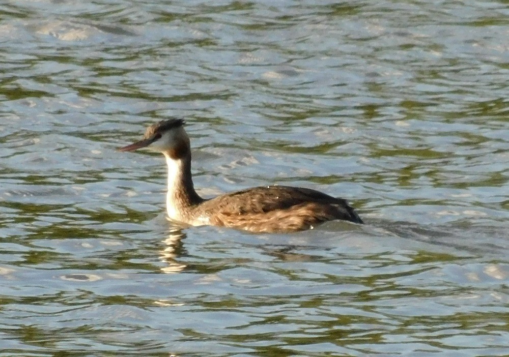 Great Crested Grebe - ML608338147
