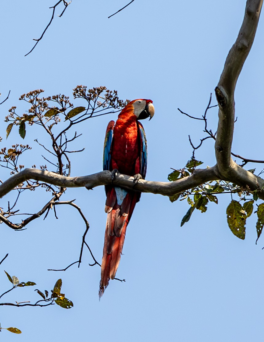 Scarlet Macaw - Clarisse Odebrecht
