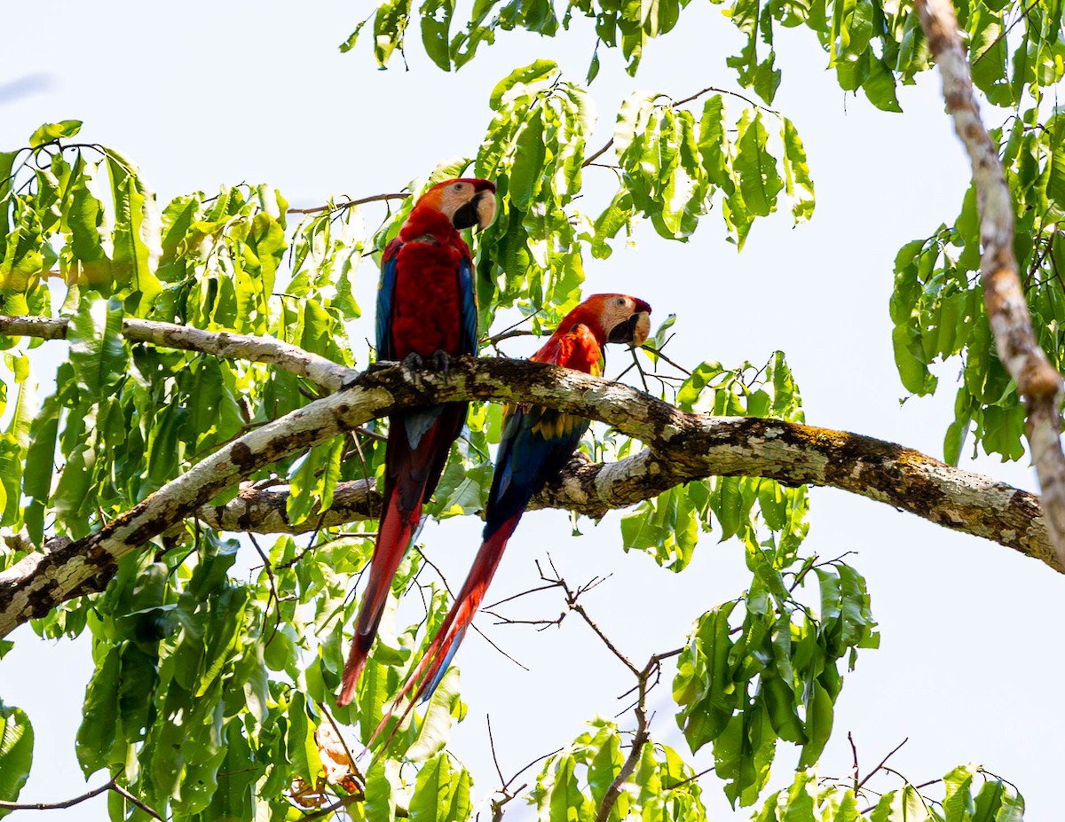 Guacamayo Macao - ML608338226