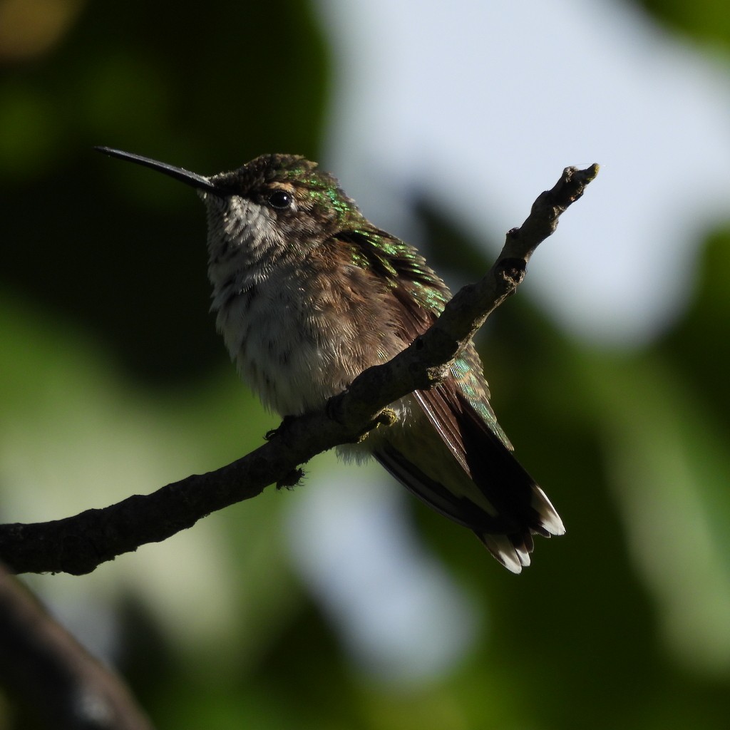 Ruby-throated Hummingbird - ML608338320