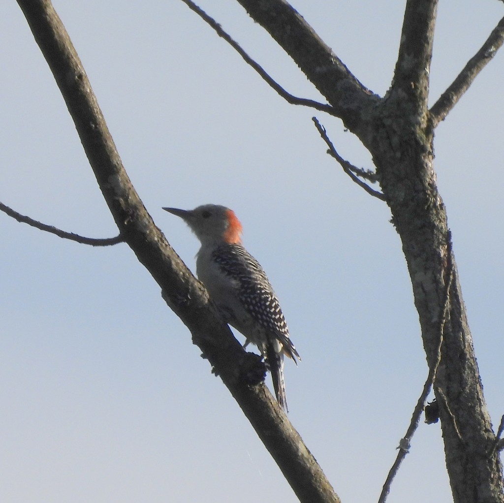 Red-bellied Woodpecker - ML608338328