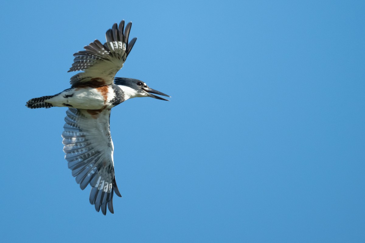 Belted Kingfisher - Brad Imhoff