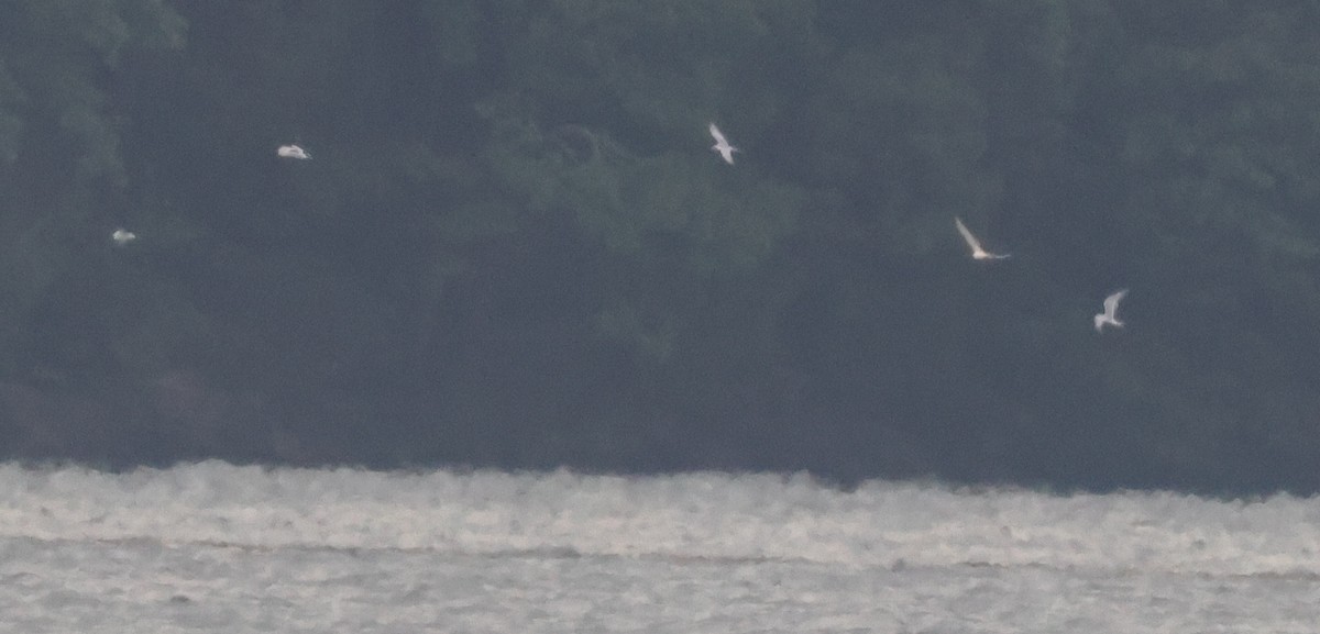 Forster's Tern - ML608338410