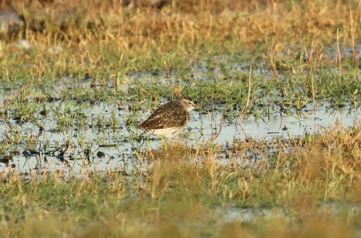 Wood Sandpiper - ML608338438