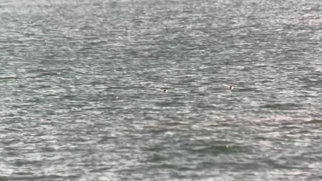 American Oystercatcher - ML608338447