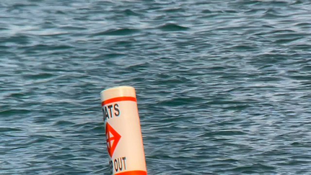 Forster's Tern - ML608338457