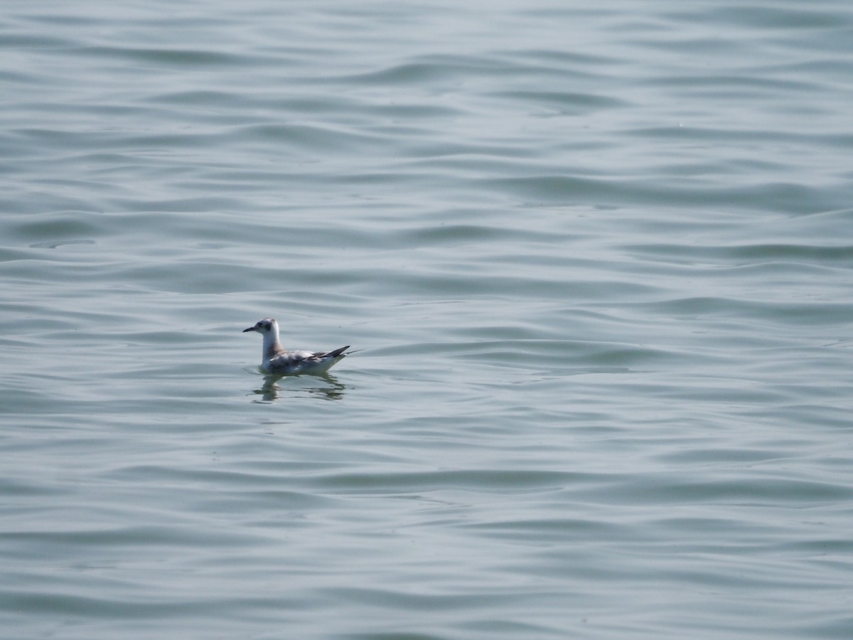 Bonaparte's Gull - ML608338465