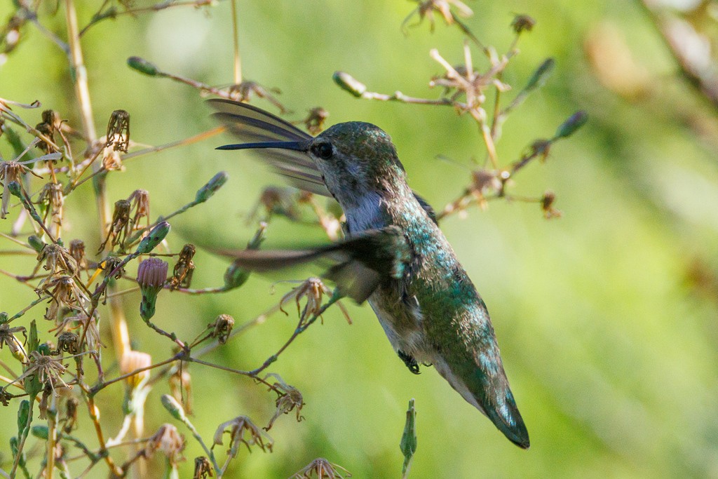 Costa's Hummingbird - ML608338558