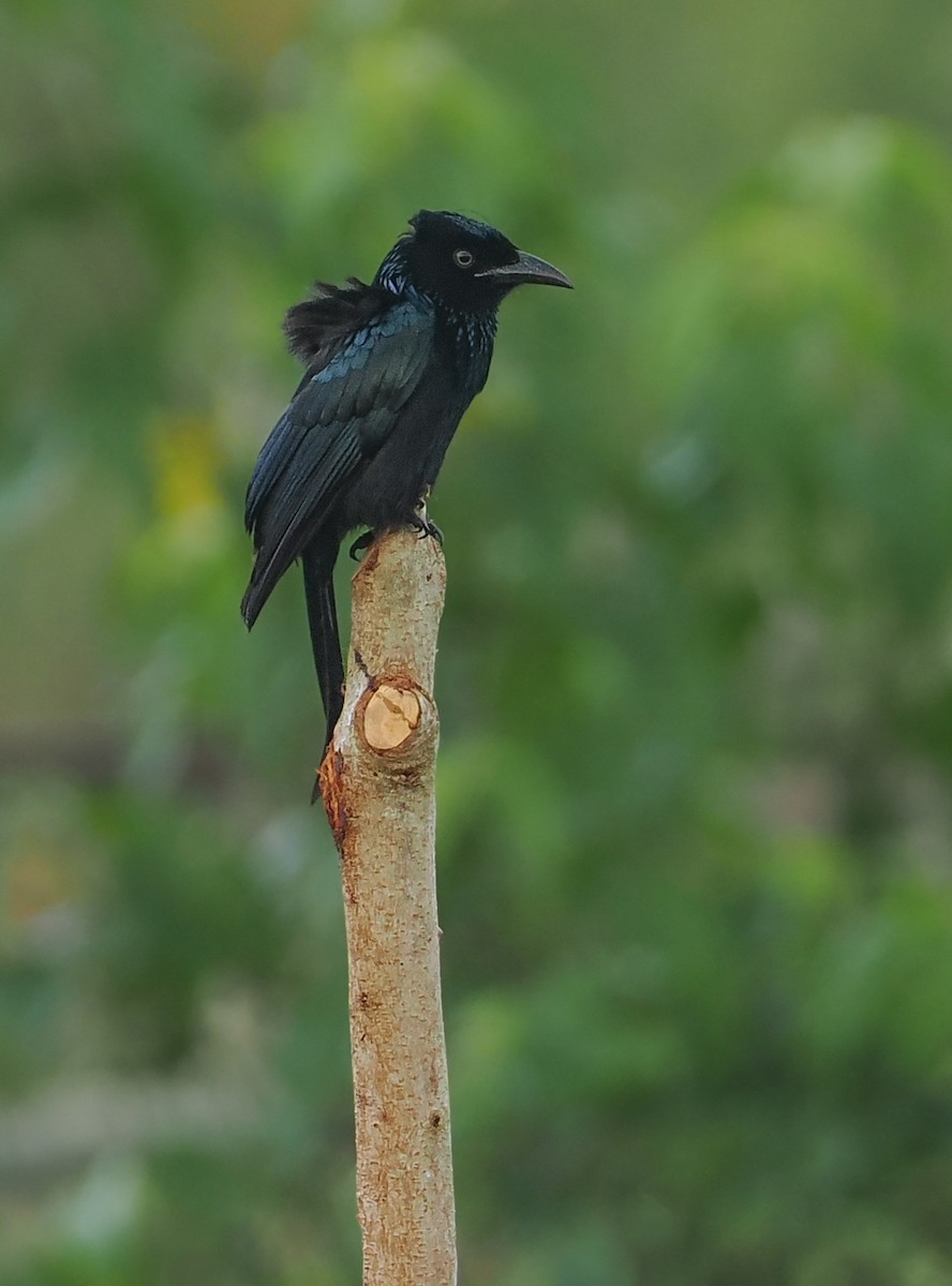 Hair-crested Drongo (Javan) - ML608338718