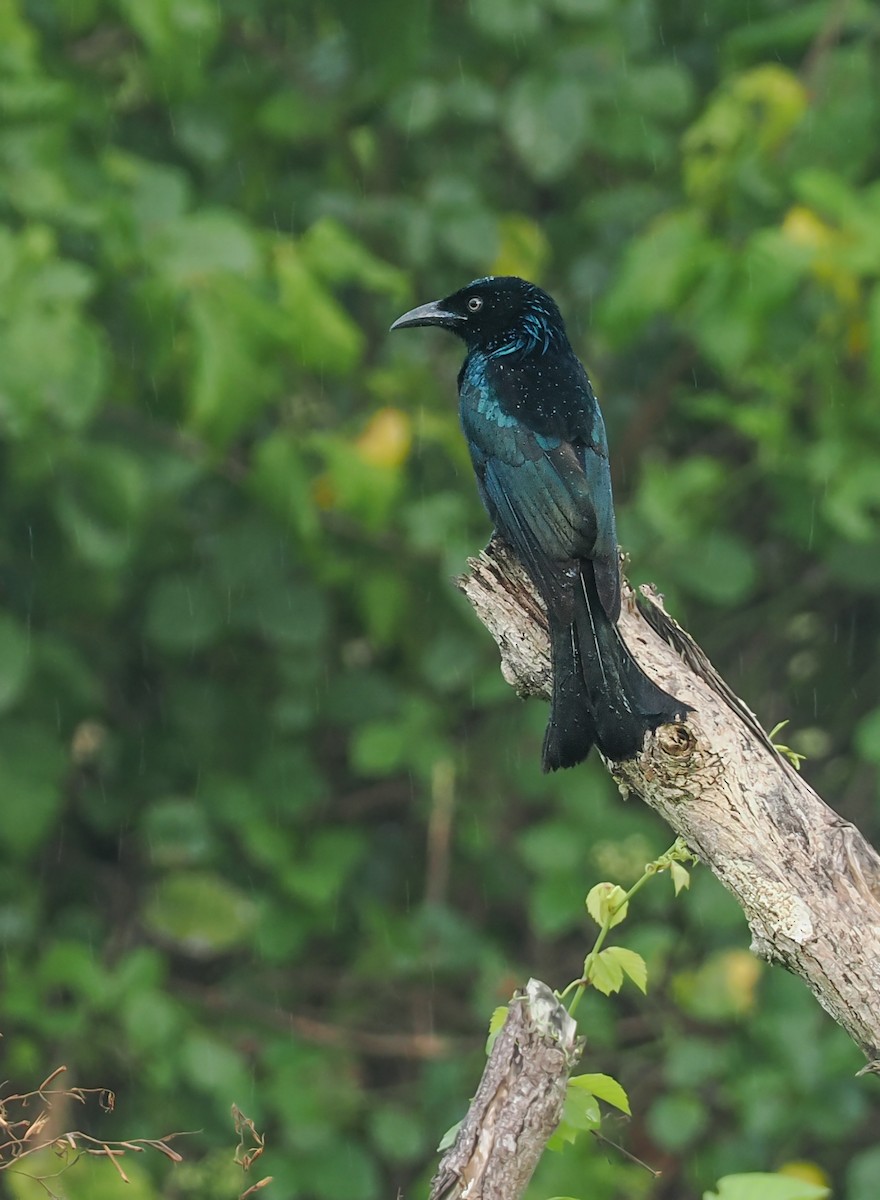Hair-crested Drongo (Javan) - ML608338719