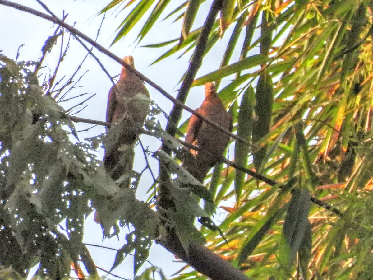 Sultan's Cuckoo-Dove (Sulawesi) - Warren Regelmann