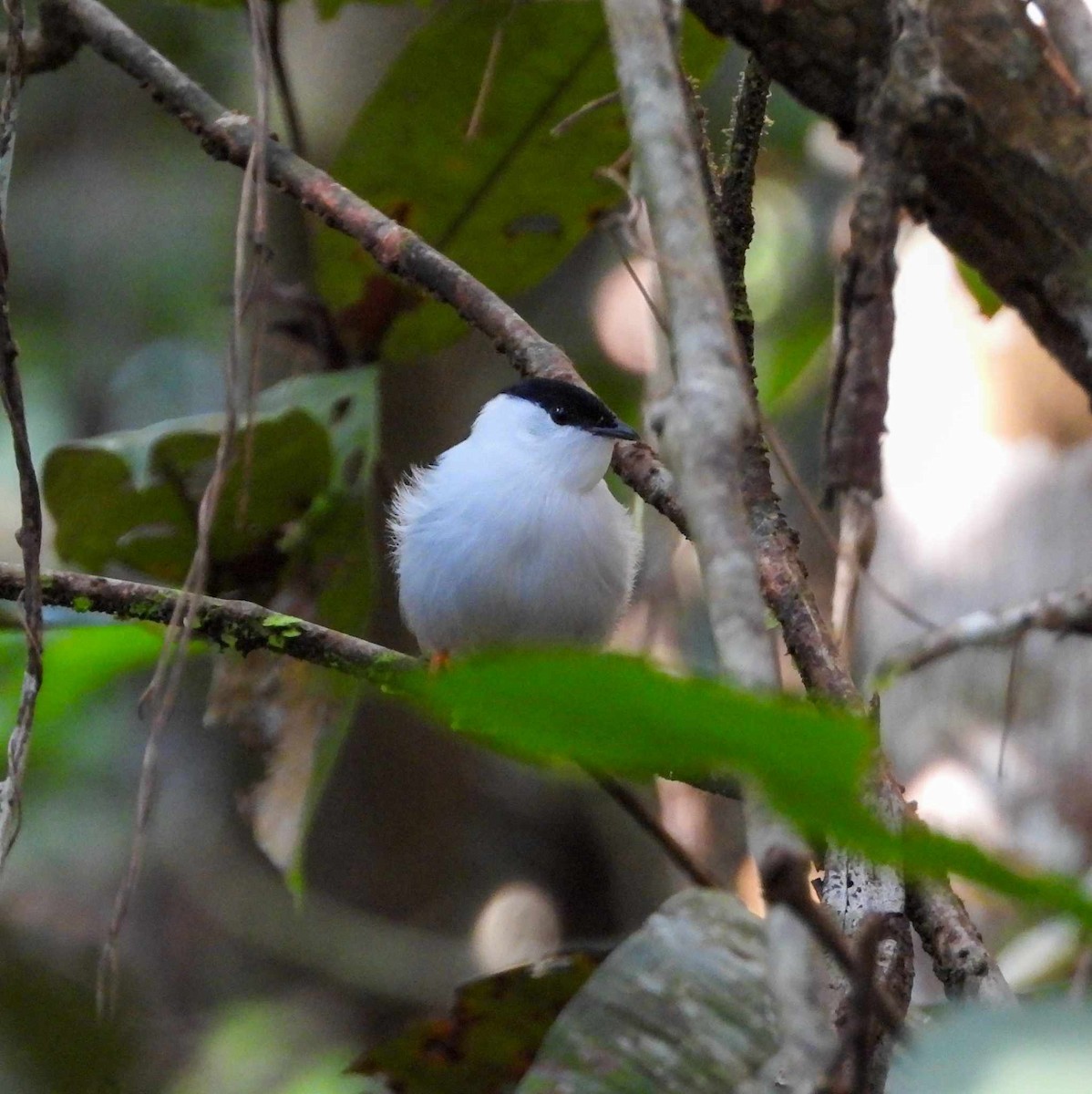 White-bearded Manakin - ML608338859