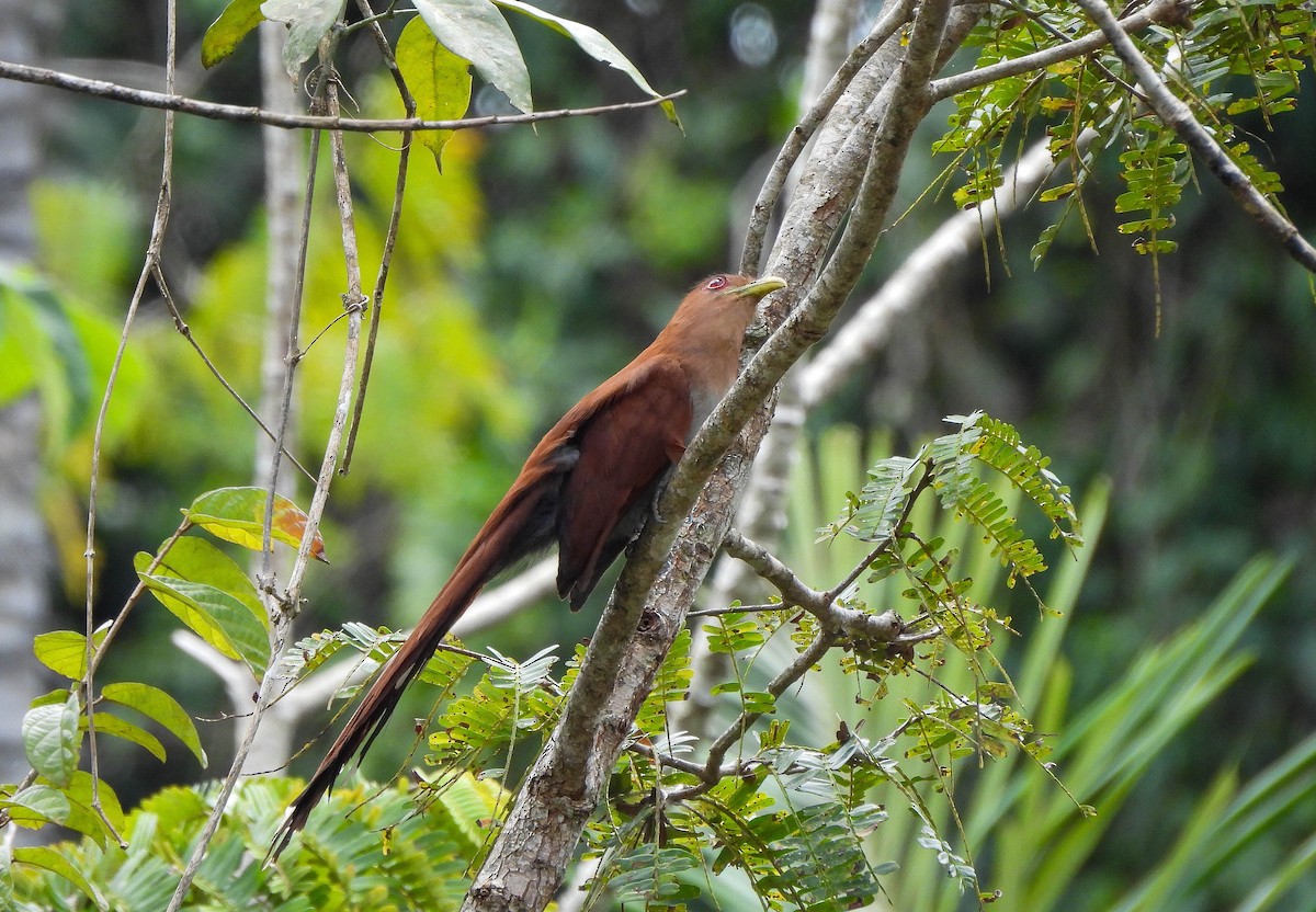 Squirrel Cuckoo - ML608338900