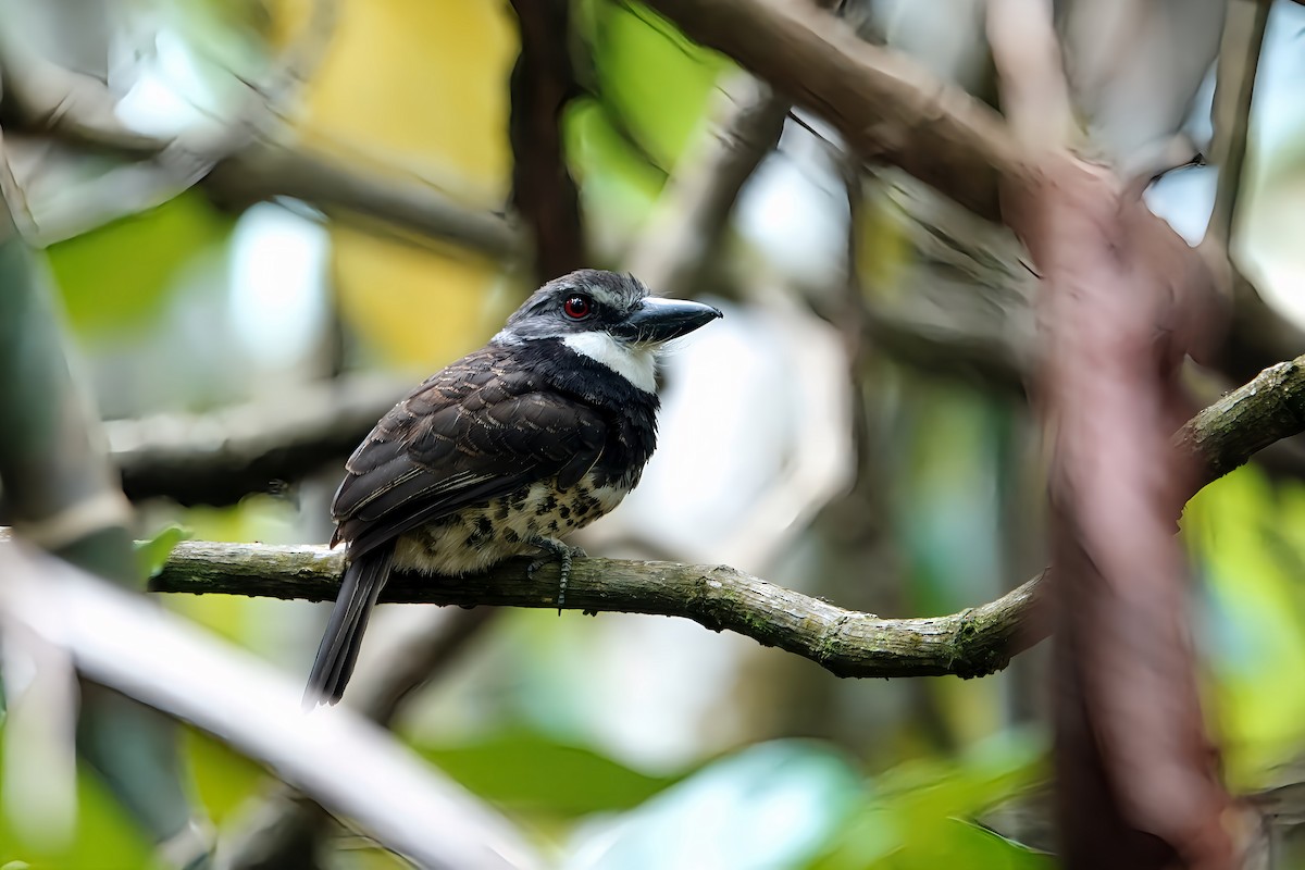 Sooty-capped Puffbird - ML608338906