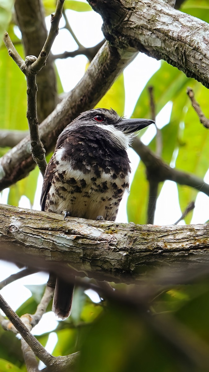 Sooty-capped Puffbird - ML608338907