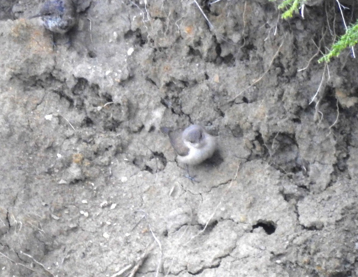 Rock Wren - ML608338920