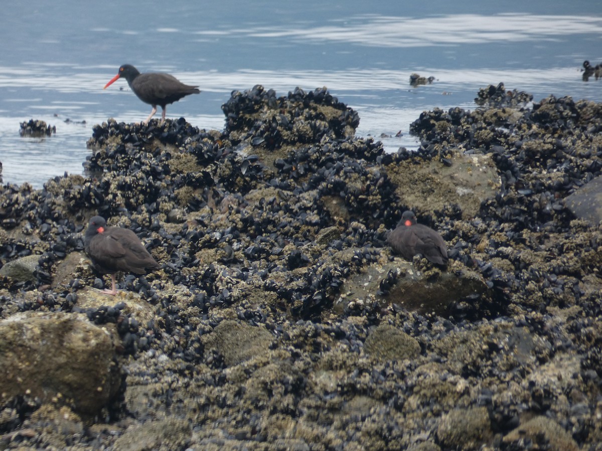 Black Oystercatcher - ML608338950