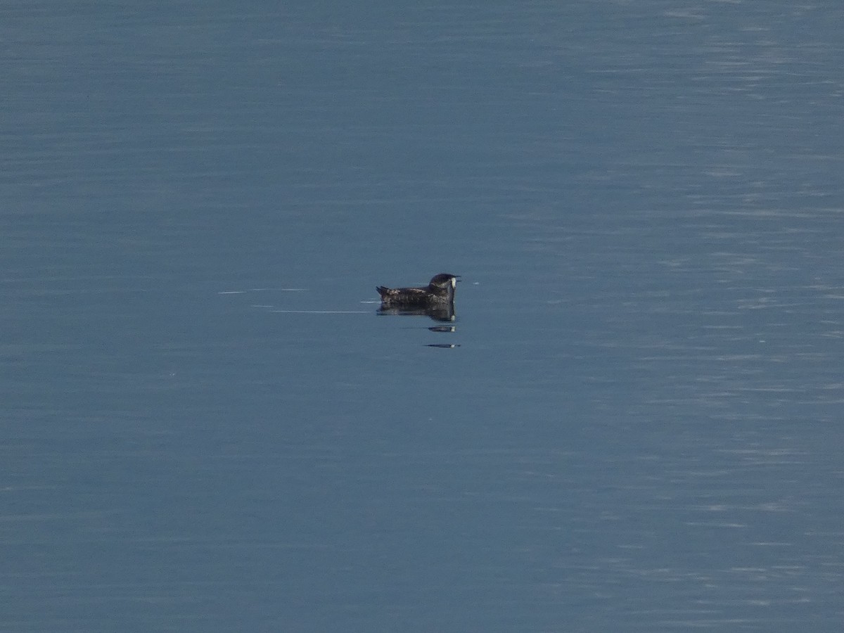 Marbled Murrelet - ML608338956