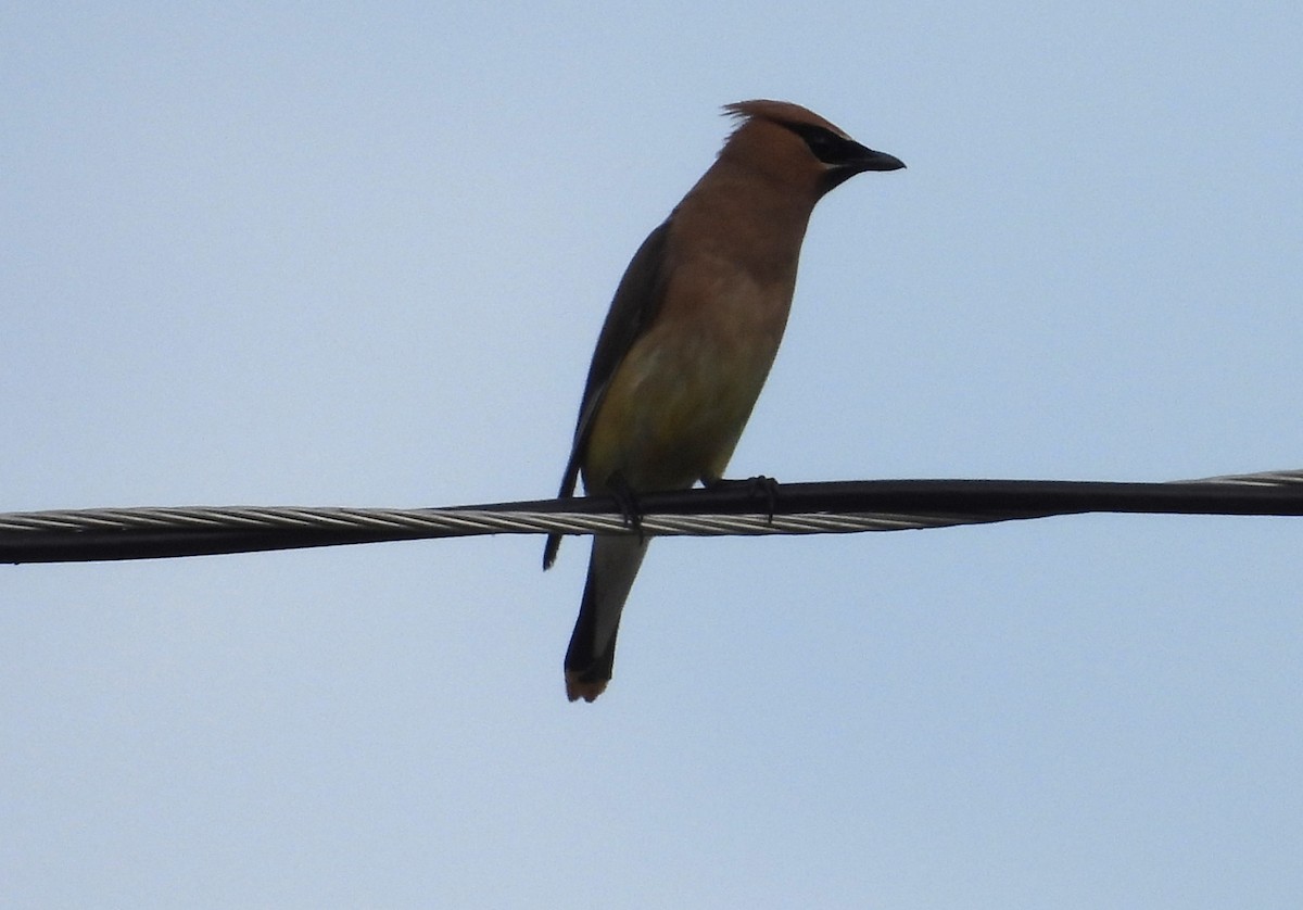 Cedar Waxwing - ML608339151