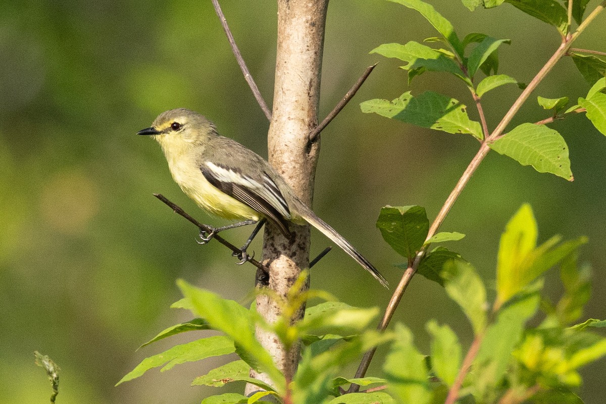 Lesser Wagtail-Tyrant - Eric VanderWerf