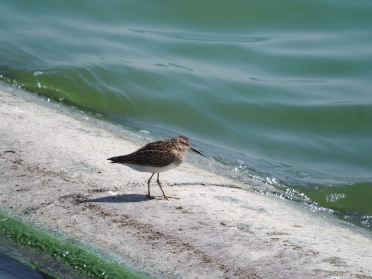 Pectoral Sandpiper - ML608339210