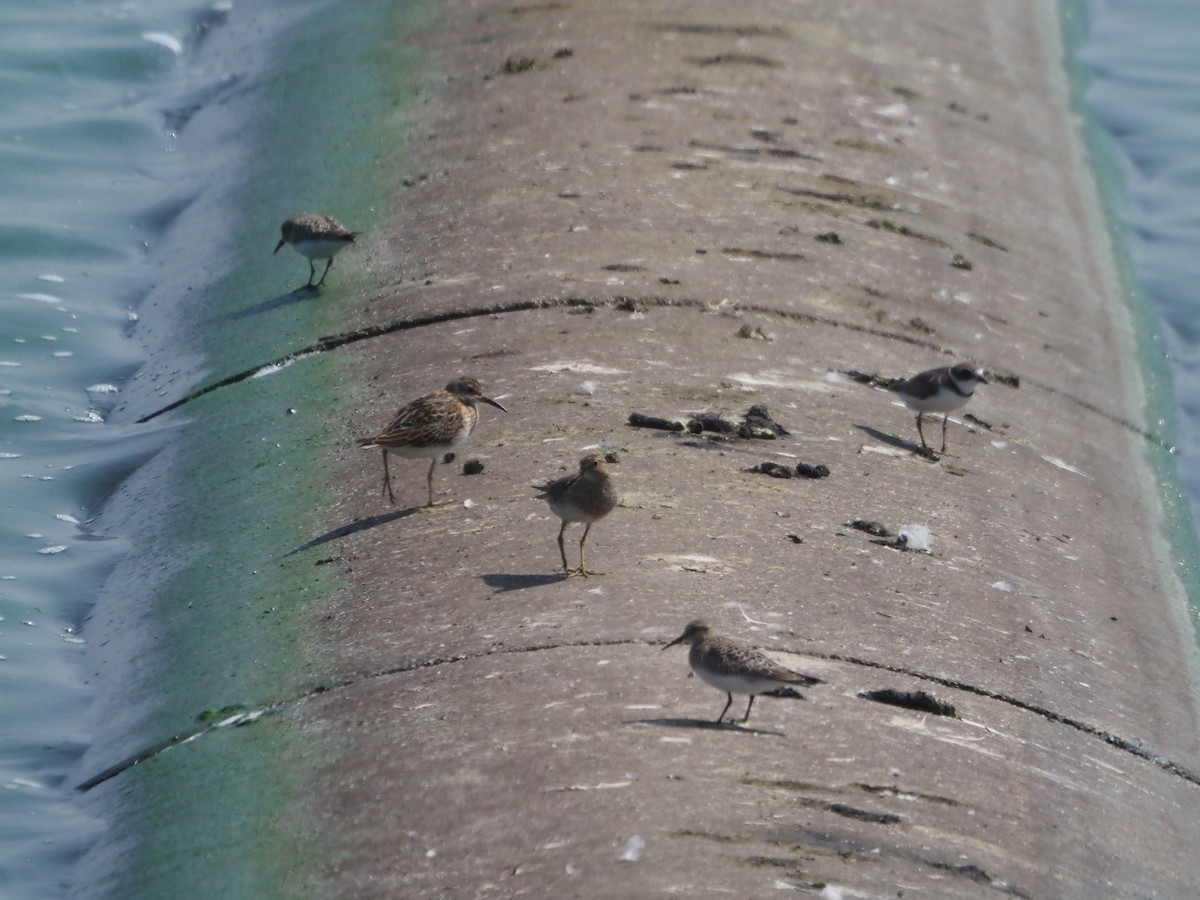 Pectoral Sandpiper - ML608339216