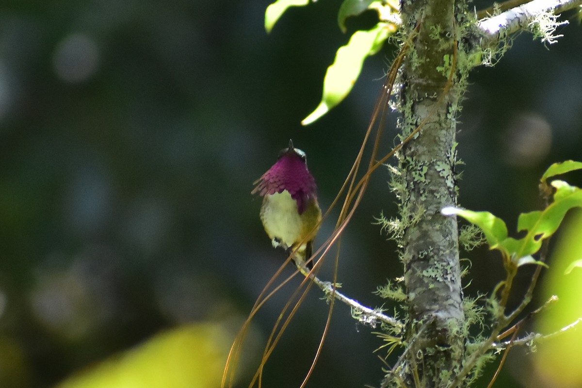 Wine-throated Hummingbird - ML608339235