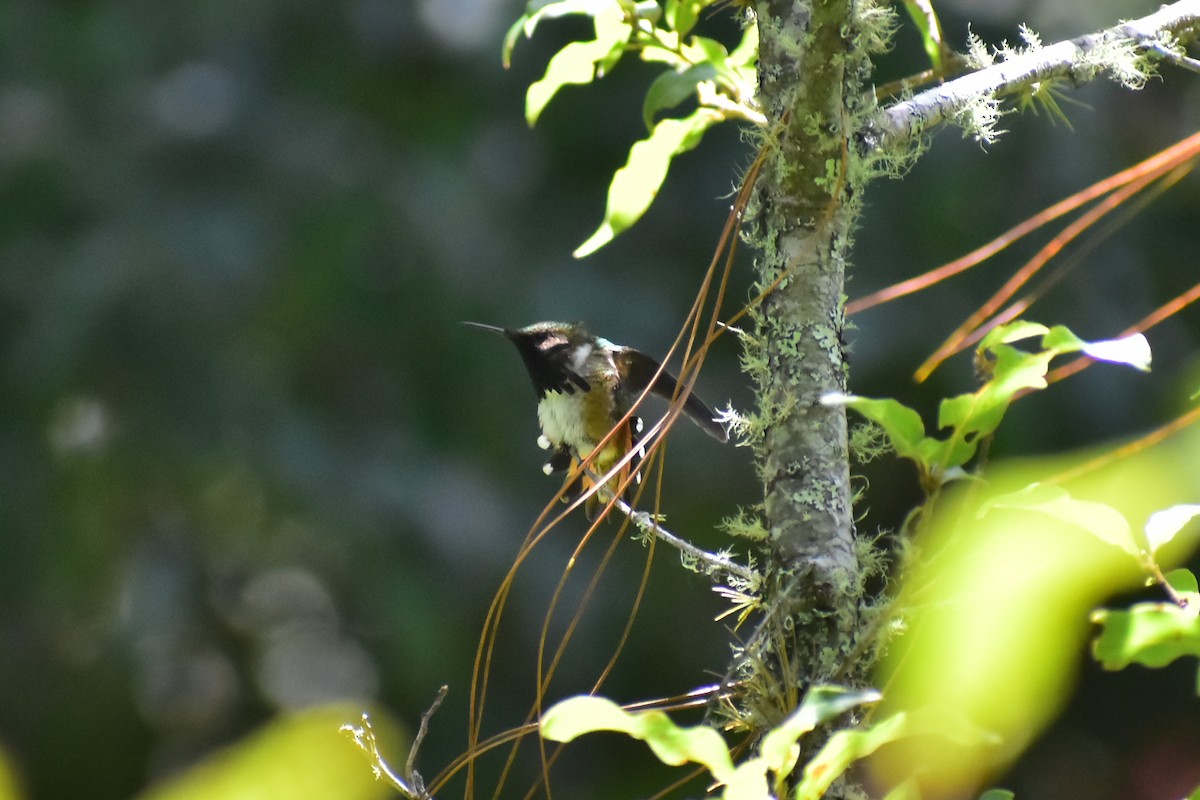 Wine-throated Hummingbird - ML608339237