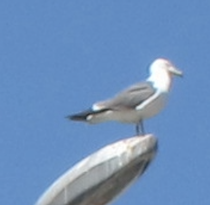 Black-tailed Gull - ML608339273