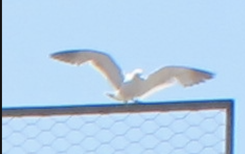 Black-tailed Gull - ML608339274