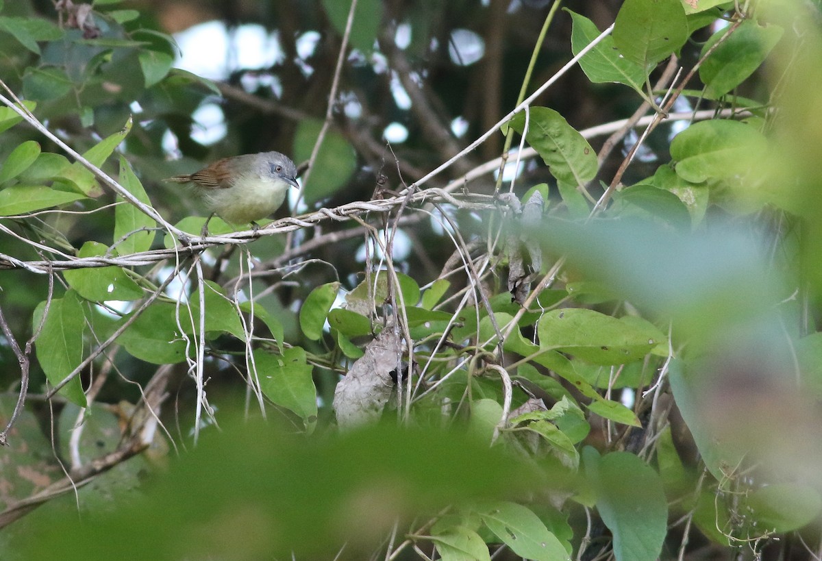 Kangean Tit-Babbler - ML608339333