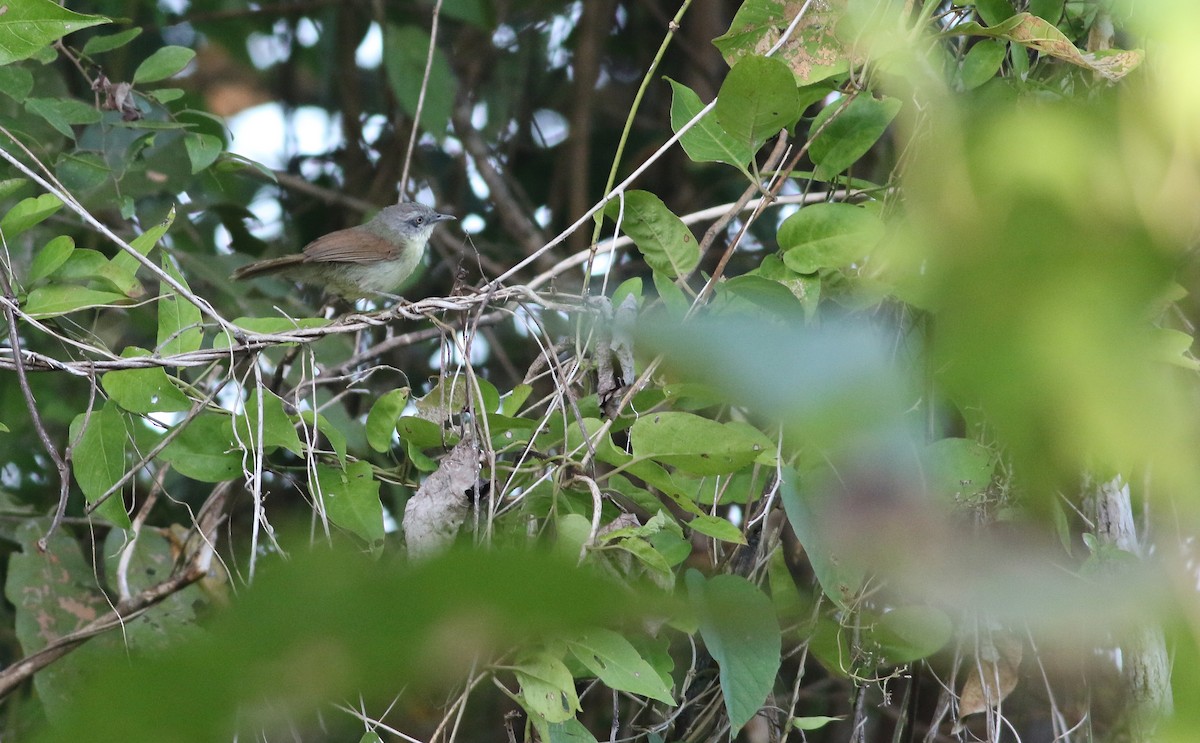 Kangean Tit-Babbler - ML608339339